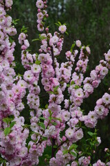Fototapeta premium Pink double cherry blossom shrub. Spring floral background. 