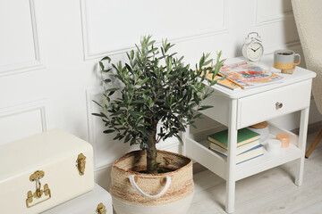 Beautiful young potted olive tree in living room. Interior element