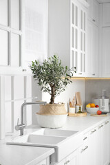 Fototapeta na wymiar Beautiful potted olive tree on white countertop in stylish kitchen