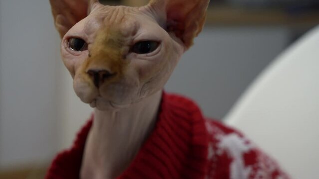 Egyptian cat hairless indoors at home for Christmas during winter wearing a sweater