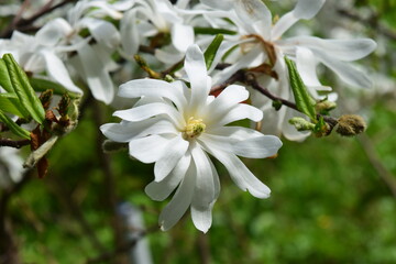 White star magnolia stellata. Bloomy magnolia flower close up. 