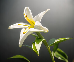 photograph of an Easter Lily on a mossy rock on top of a mountain in the alps, Easter, Christian festivity - AI Generated