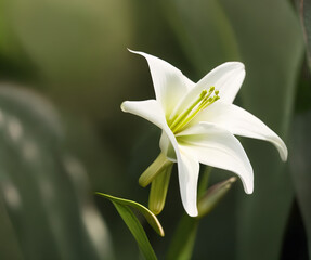 photograph of an Easter Lily on a mossy rock on top of a mountain in the alps, Easter, Christian festivity - AI Generated