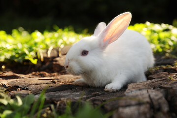 Cute white rabbit on wood among green grass outdoors