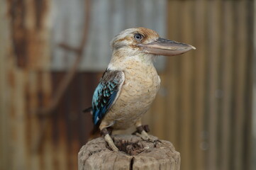A gallant bird with big beak