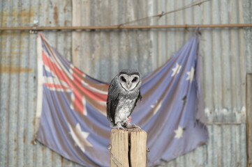 An owl looking at me