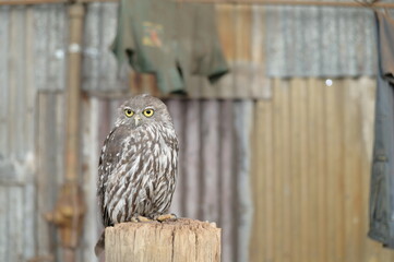 A cool owl looking at us