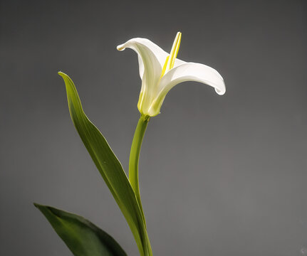 photograph of an Easter Lily on a mossy rock on top of a mountain in the alps, Easter, Christian festivity - AI Generated