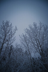 Foggy snow day in the Colorado Rocky Mountains - Ethereal and moody vibe