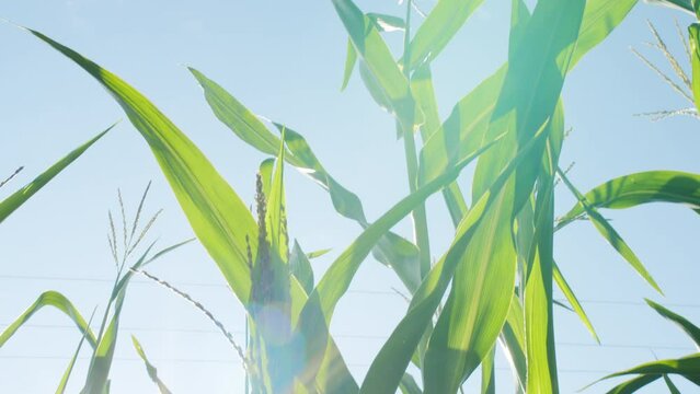 Green corn stems on blue sky background. Close-up of cornflowers in sunshine. Shooting of plants leaves. Farming concept, agricultural routine. 