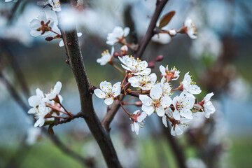 Cherry-Blossoms