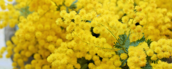 ミモザの花のフレーム、ミモザの花の背景、黄色いアカシアの花びら、室内