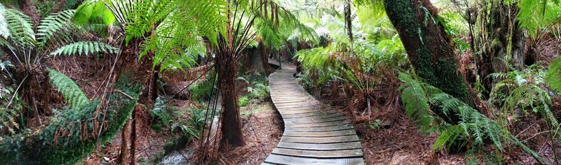 Path through the Rainforest 
