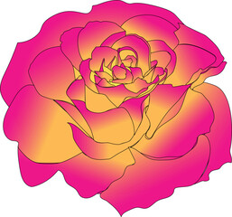 illustration of a rose