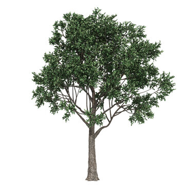 Apple tree no apple isolated PNG transparent background, for architectural visualization garden design. 3D render