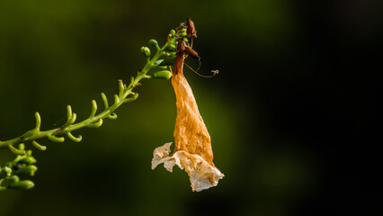 Dried elder yellow on tree branch, Dried petals with nature background.