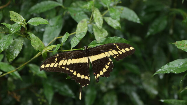 butterfly
lepidoptero ditrisio 
papilo thoas
falls iguazu 
fauna 
sudamerica 
argentina 
the orange butterfly
pale giant swallow kite

