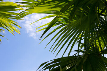 Obraz na płótnie Canvas Palm tree with blue sky