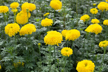 Yellow marigold flower in garden