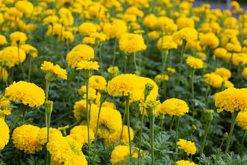 Yellow marigold flower in garden