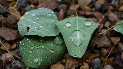 macro shot rain drops on leaves early dew with rock background