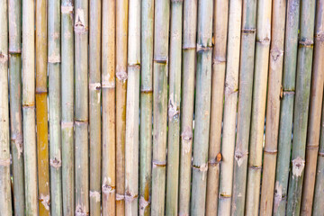 Bamboo texture. Bamboo wall or fence background
