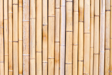 Yellow bamboo texture. Dried bamboo wall or fence background