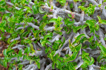 Adenium obesum plant. Green leaves