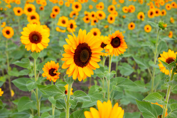 Sunflower field, Beautiful summer landscape.