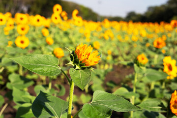 Sunflower field, Beautiful summer landscape.