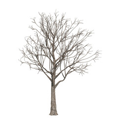 Apple tree no leaf isolated PNG transparent background, for architectural visualization garden design. 3D render