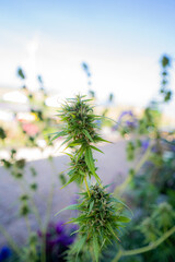 Cannabis close up of a flower 