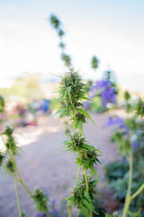 Cannabis close up of a flower 