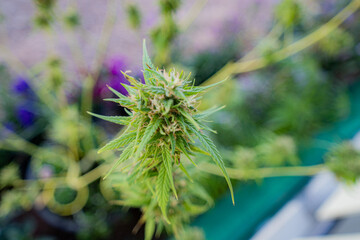 Cannabis close up of a flower 