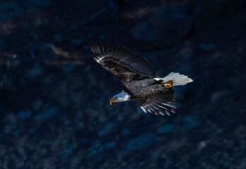 Bald Eagles at Eleven Mile Canyon