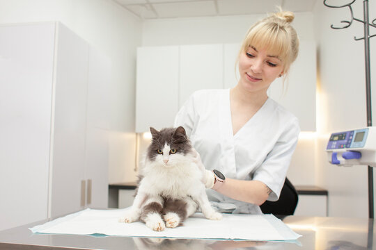 young girl veterinarian in uniform examines a sick cat and smiles in a veterinary clinic