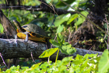 turtle in the pond