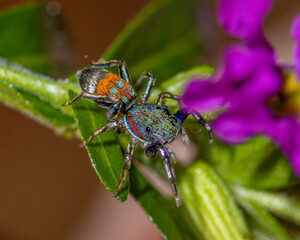 Jade jumping spider - Siler semiglaucus