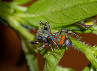 Jade jumping spider - Siler semiglaucus