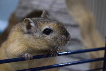 Cute small pet gerbil curiously looking out from his cage. The Agouti Mongolian gerbil has two-toned fur with orange and brown colours. His little paws grip the cage bars.