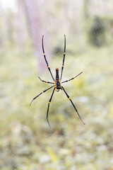 spider on a web