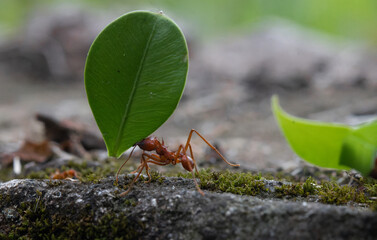 red ant on leafhhh