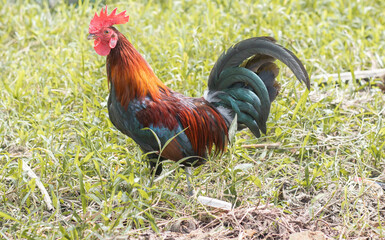 The chicken is foraging in the meadow.