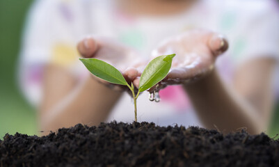 Hands of little girl watering plant the seedlings after planting.