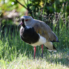 treile, tero, queltehue (vanellus chilensis)