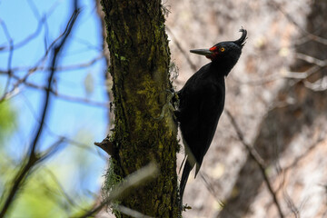 carpintero negro magallanico hembra (campephilus magellanicus)