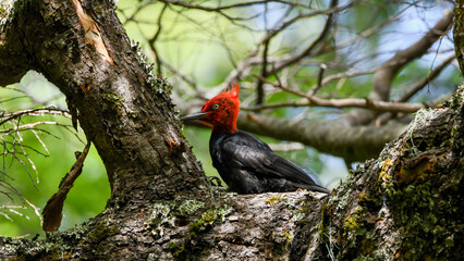 carpintero negro magallanico macho (campephilus magellanicus)