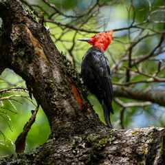 carpintero negro magallanico macho (campephilus magellanicus)