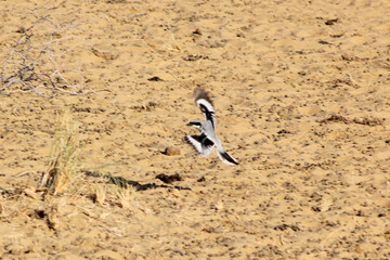 Flying sparrow in cholistan