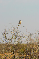 sparrow in cholistan